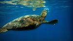 كيف تتنفس السلحفاة البحرية