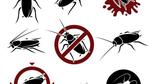كيف أقضي على الحشرات المنزلية