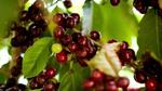 كيفية زراعة القهوة