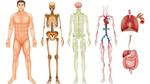 تشريح جسم الانسان