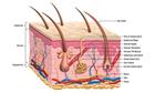 تركيب جلد الإنسان