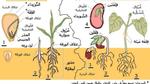 مظاهر النمو عند النبات