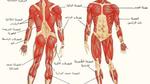 أنواع العضلات