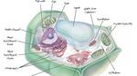 أجزاء الخلية النباتية والحيوانية