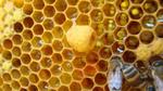 فوائد غذاء ملكات النحل للبشرة