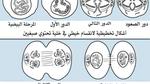 مراحل انقسام الخلية
