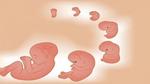 مراحل تطور الجنين