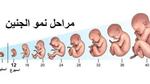 مراحل تطور الجنين بعد الترجيع