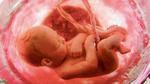 مراحل تكوين الجنين في الرحم