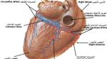 أهمية القلب في جسم الإنسان