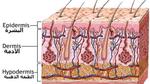 عدد طبقات الجلد
