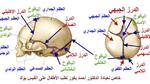 عدد عظام الجمجمة