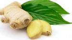 علاج جرثومة المعدة بالزنجبيل