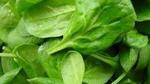 ما فوائد السبانخ
