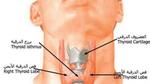ما هي أعراض نشاط الغدة الدرقية