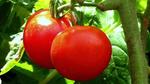 ما أضرار الطماطم