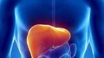 ما هي الأمراض التي تصيب الكبد
