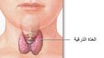 ما وظيفة الغدة الدرقية