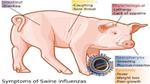 ما هي إنفلونزا الخنزير