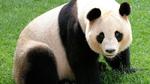 أين يعيش دب الباندا