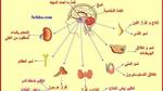 أين تقع الغدة النخامية في جسم الإنسان