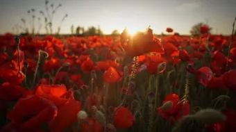 قصيدة عن فراق الحبيب