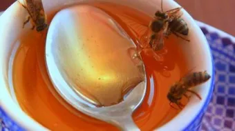 مقالة علمية عن العسل