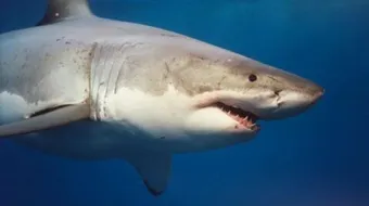 موضوع عن سمك القرش