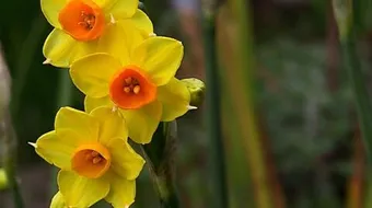 معلومات عن زهرة النرجس