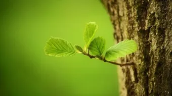 أبو أيوب الأنصاري