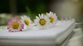 أبو فراس الحمداني في الغزل