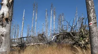 ظاهرة المطر الحمضي