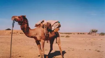 تكيف الجمل في الصحراء