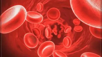 بكتيريا الدم عند الكبار