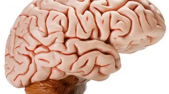 ضمور المخ عند الكبار