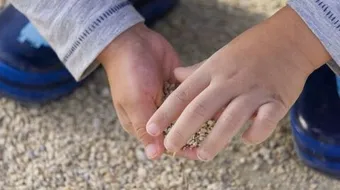 الحساسية من الغبار