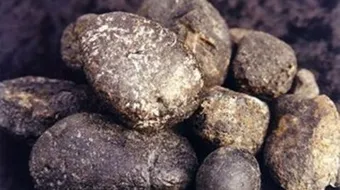 فوائد العنبر للحمل