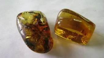 أضرار العنبر للتسمين