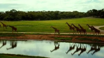 موضوع تعبير عن رحلة مدرسية إلى حديقة الحيوان