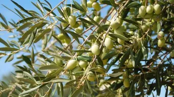 تعبير عن شجرة الزيتون