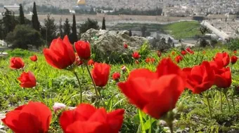 فوائد عشبة شقائق النعمان