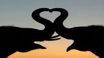 طرق تكاثر الحيوانات