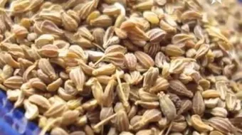 فوائد عشبة اليانسون