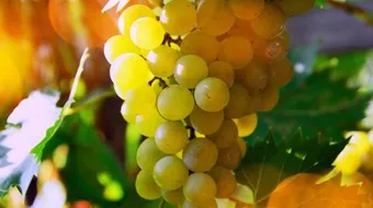 أطعمة مضادة للسرطان