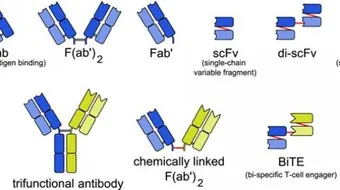 أنواع الأجسام المضادة