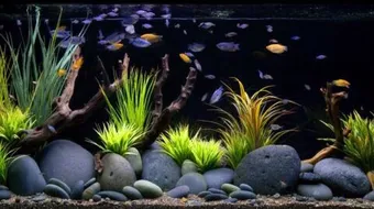 تنظيف حوض السمك