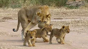 التكاثر اللاجنسي في الحيوانات