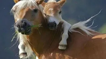 صغير الحصان