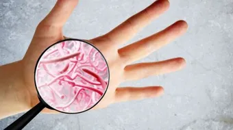 طرق تكاثر البكتيريا