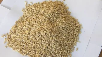 أضرار قهوة الشعير